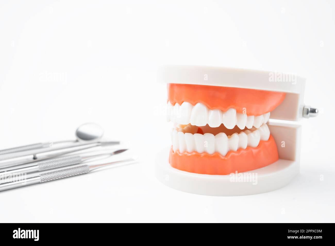 Modèle anatomique de dents et outils dentaires sur fond blanc. Banque D'Images