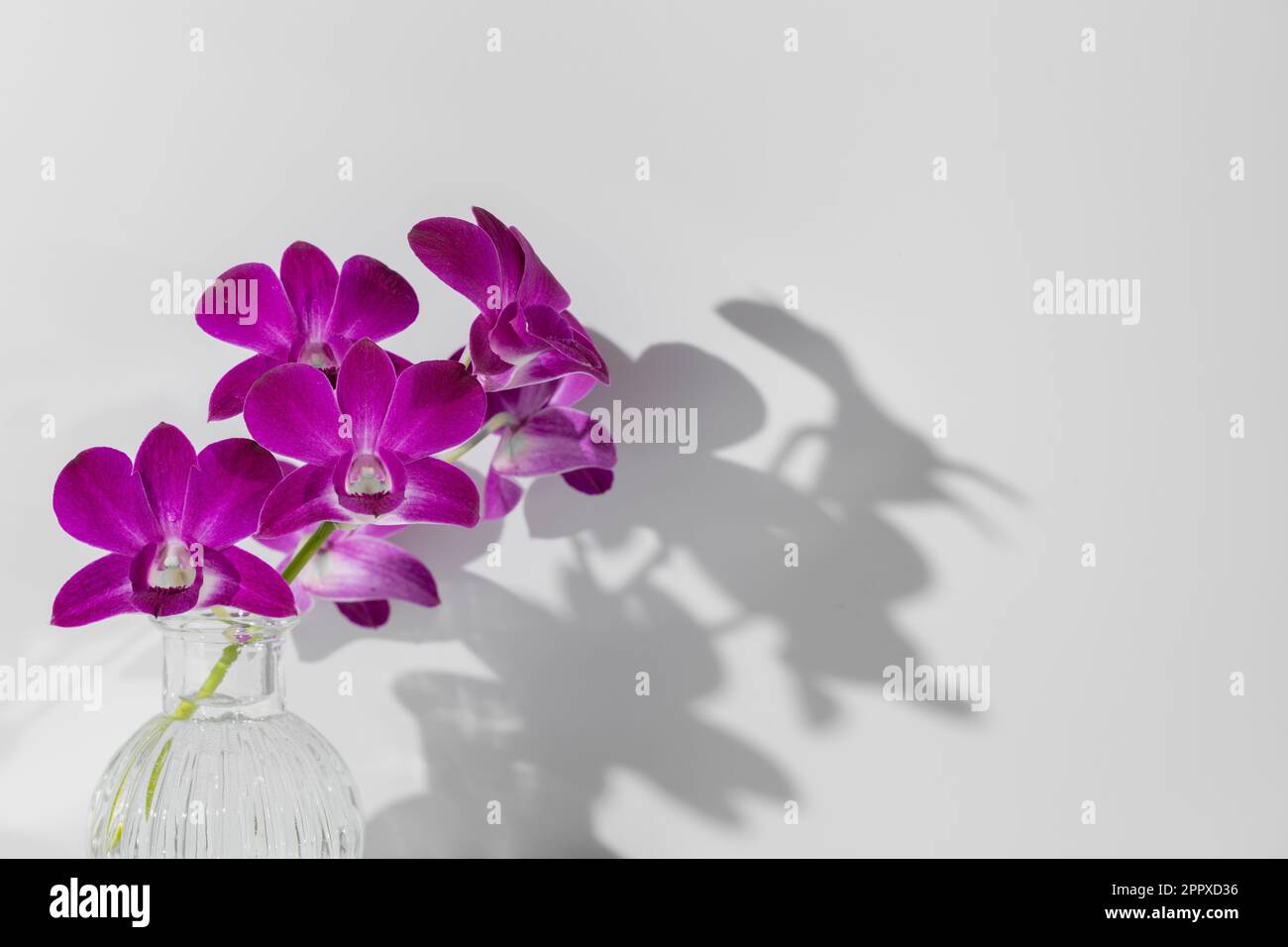 Fleurs d'orchidées violacées à tige verte dans un vase en verre avec ombre sur le mur sur fond blanc. Fond d'écran, espace de copie Banque D'Images