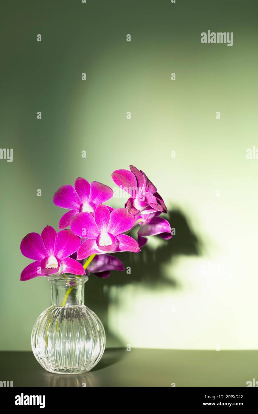 Branche lumineuse d'orchidée violet vif dans un vase transparent sur fond vert olive, espace de copie. Faisceau lumineux sur la disposition des fleurs et l'espace Banque D'Images