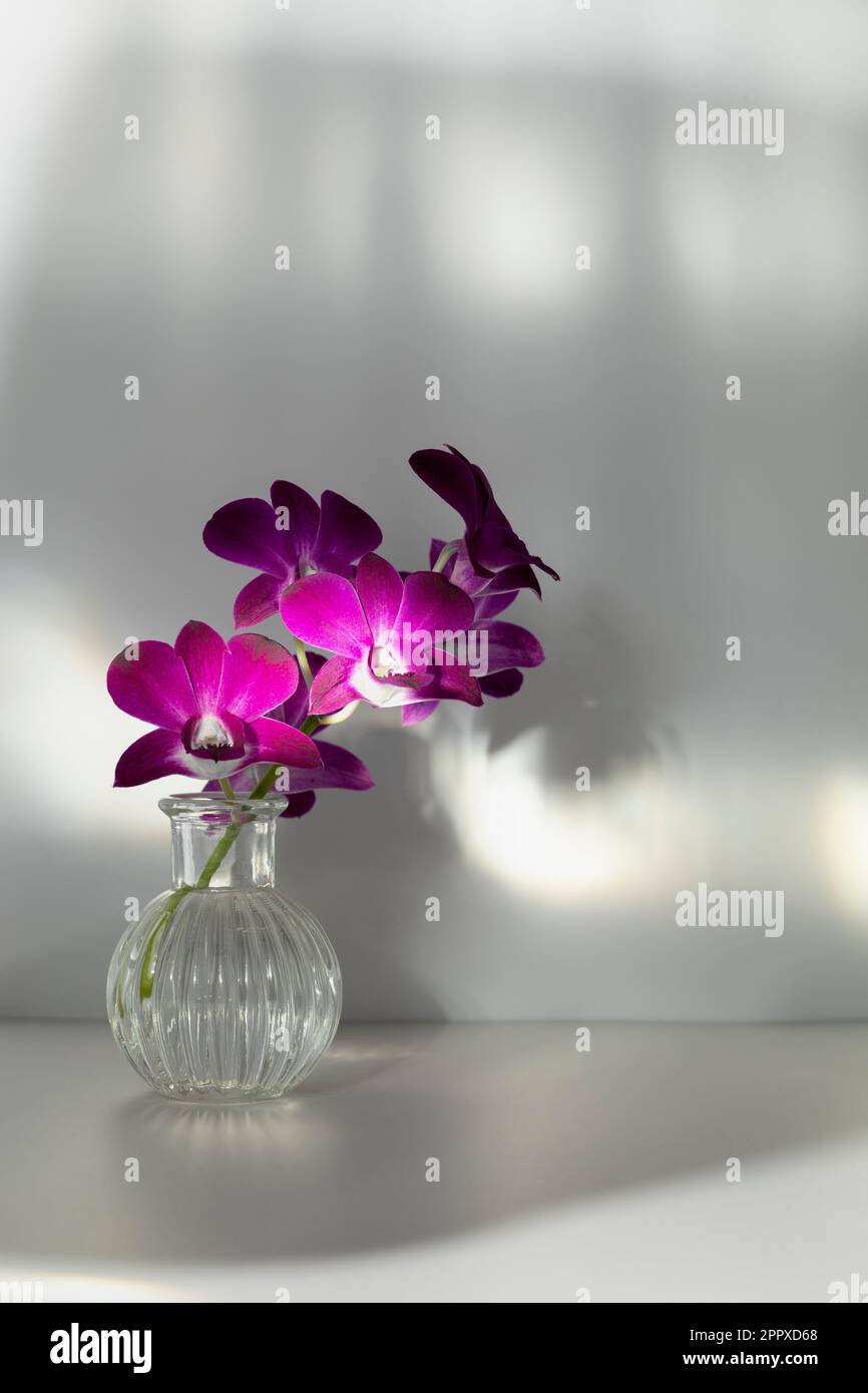 Branche en fleurs d'orchidée pourpre dans vase transparent sur fond gris ombré, espace de copie. Les rayons lumineux tombent sur la disposition des fleurs et le mur. Orchidaceae Banque D'Images