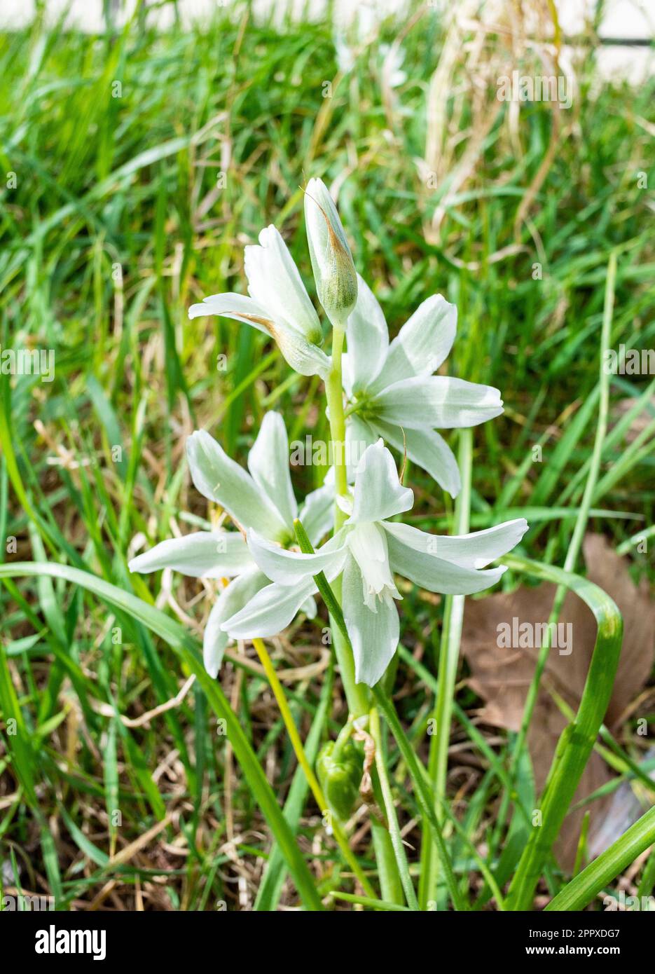 Ornithogalum nutans, connu sous le nom de drooping star-of-Bethlehem[2], est une espèce de plante à fleurs de la famille des Asparagaceae, originaire d'Europe et du Sud-nous Banque D'Images