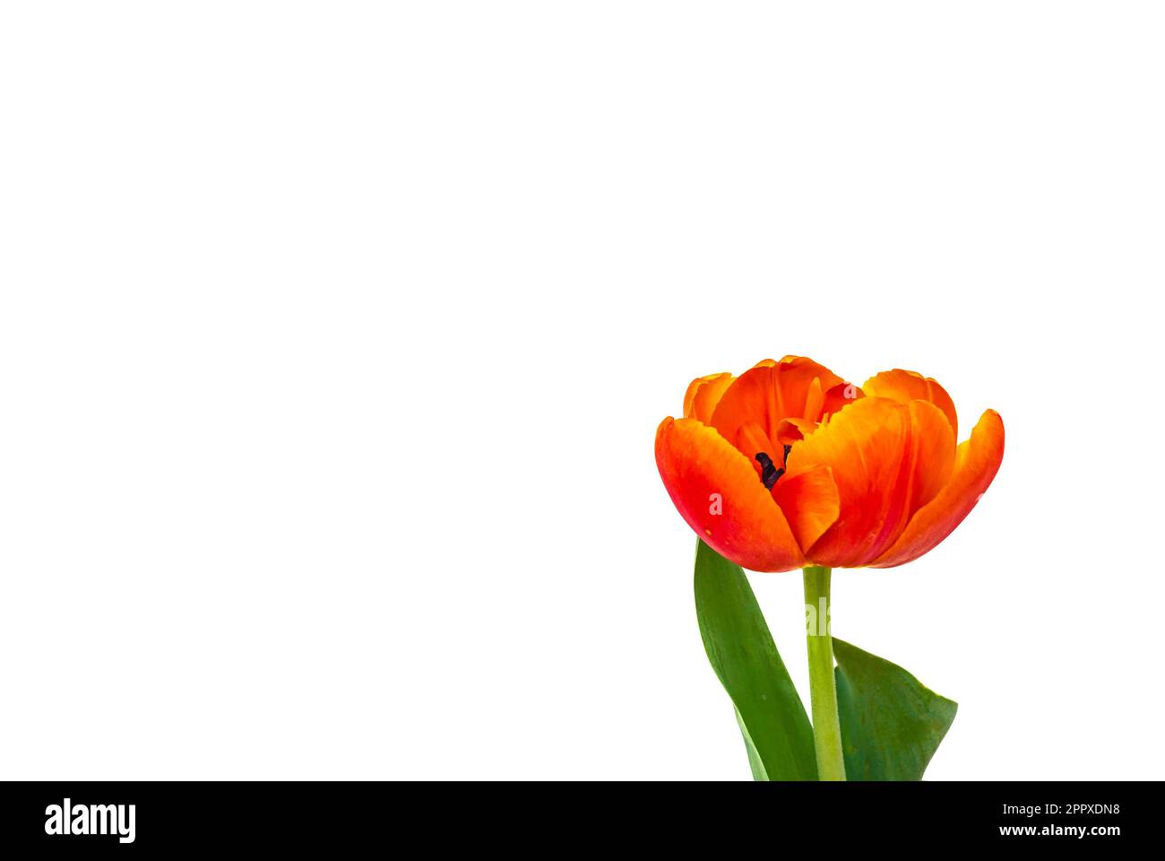 Tulipes pivoines avec fond blanc Banque D'Images