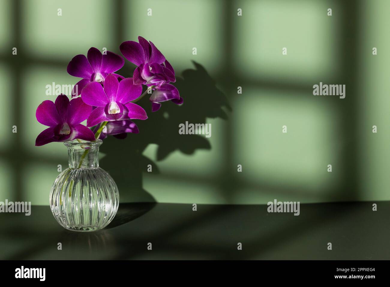 Bouquet de fleurs d'orchidées violettes dans un vase en verre sur une table sombre avec des ombres carrées sur un mur sur fond vert. Copier l'espace Banque D'Images