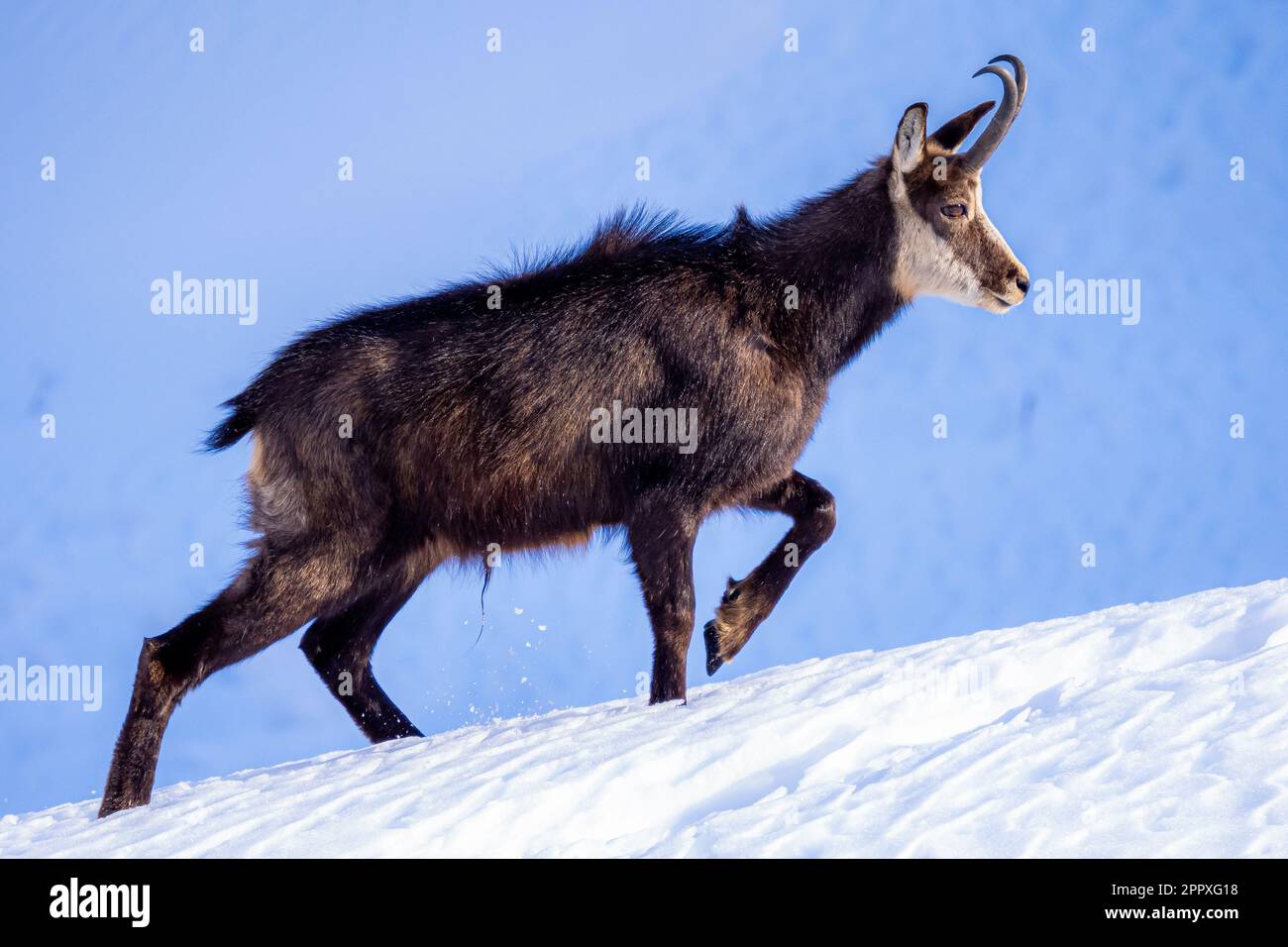 Chamois alpin sauvage et calme avec fourrure brune et cornes marchant sur une pelouse couverte de neige blanche en hiver dans la nature du parc national de Gran Paradiso Banque D'Images