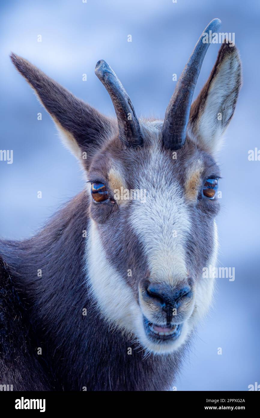 Chamois alpin sauvage drôle avec fourrure brune et cornes regardant la caméra dans le parc national de Gran Paradiso Banque D'Images