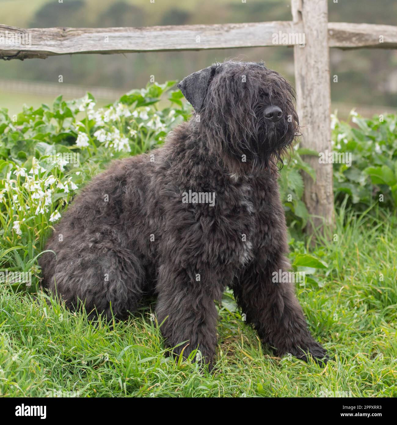 Bouvier des Flandres Banque D'Images