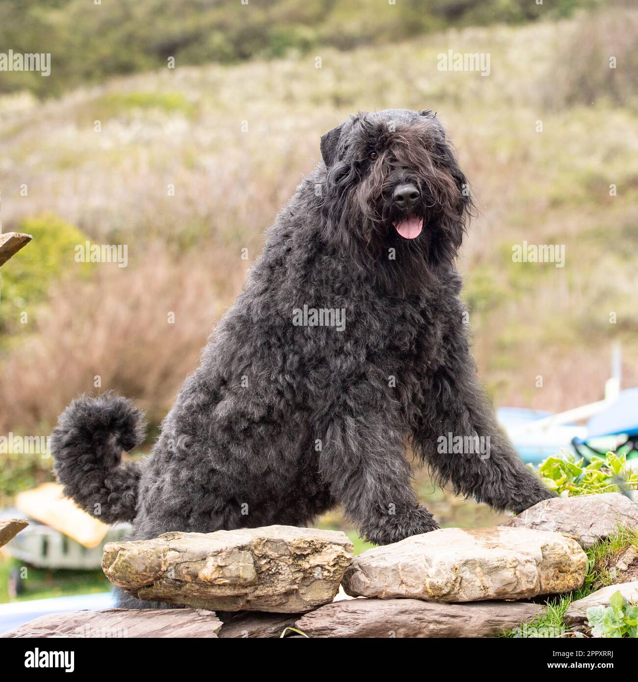 Bouvier des Flandres Banque D'Images