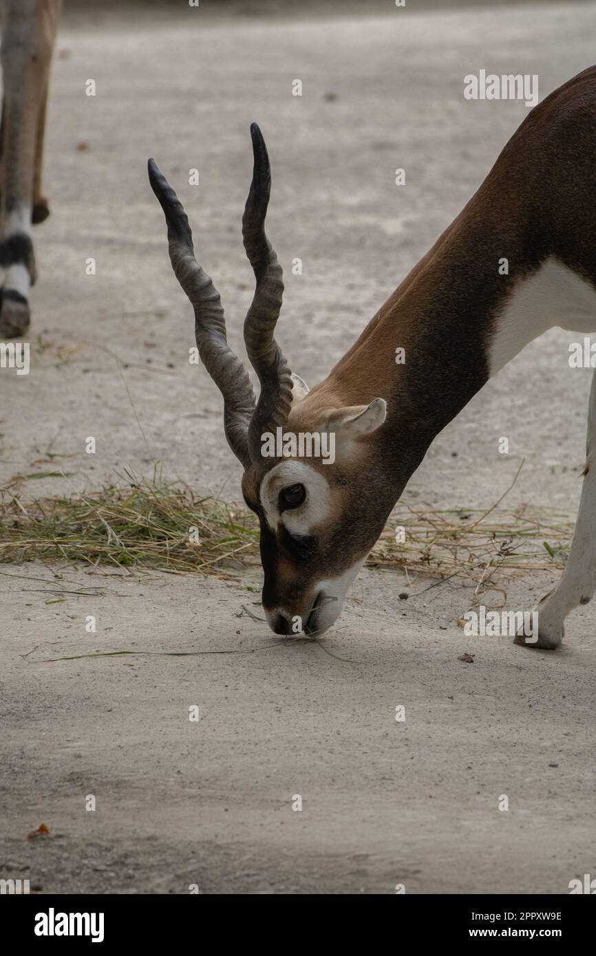 photo de la dégustation de gazelles au zoo d'autriche Banque D'Images
