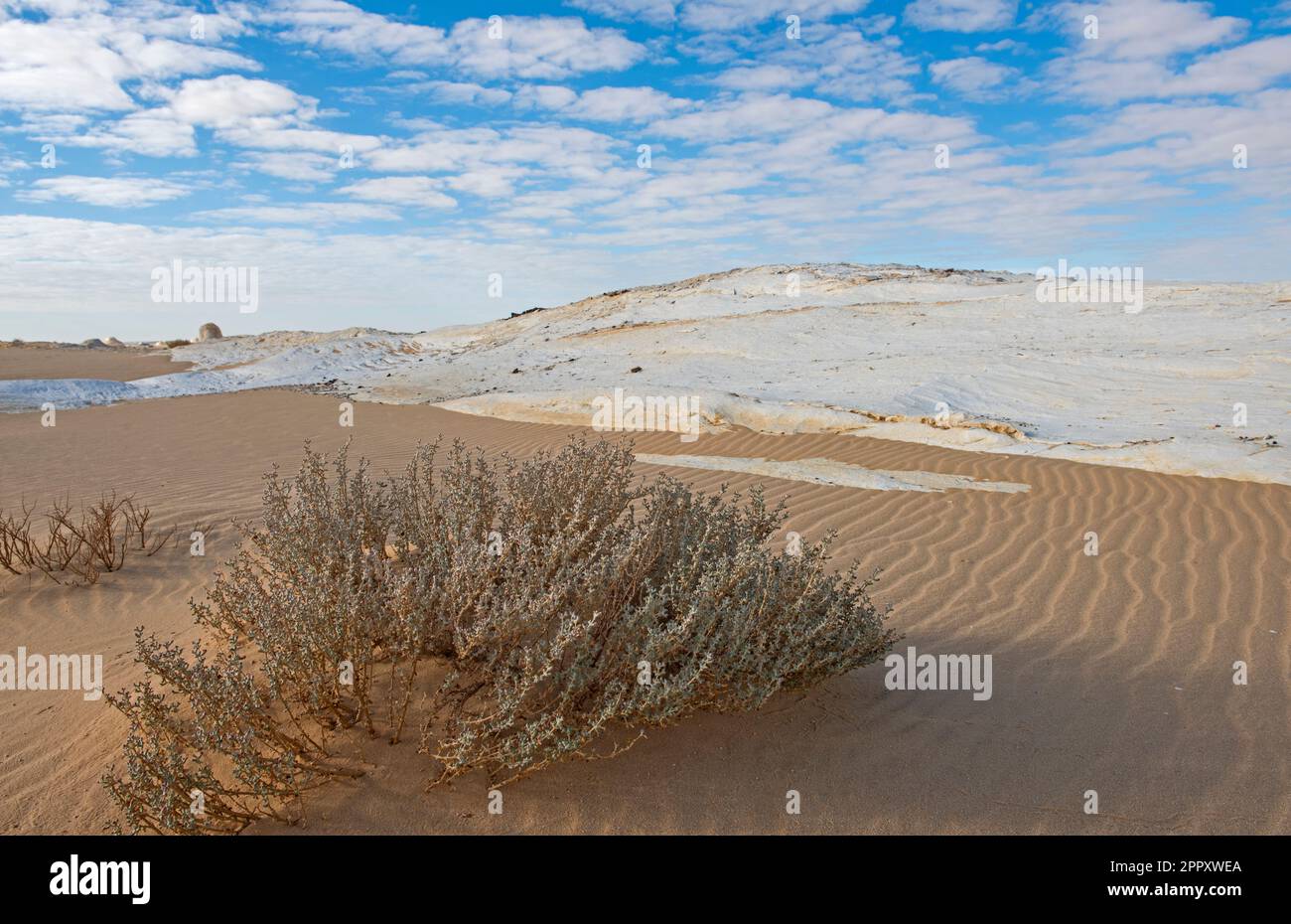 Paysage vue panoramique du désert blanc de l'ouest des déserts de l'Égypte avec buisson et formations géologiques de craie Banque D'Images