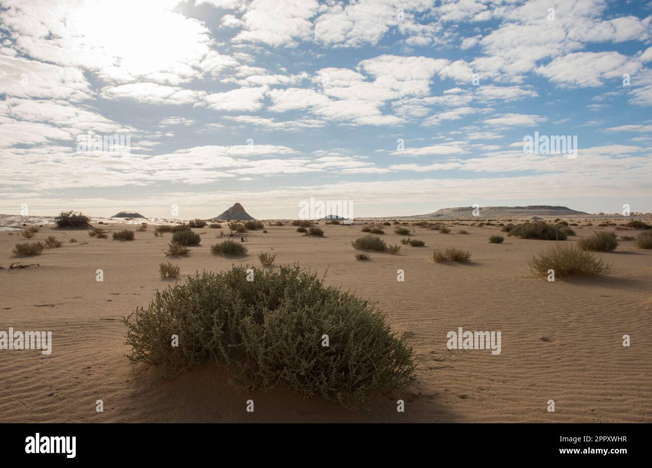 Paysage vue panoramique du désert blanc de l'ouest de l'Égypte, déserte et troglodyte, avec buissons et formations rocheuses de craie géologiques Banque D'Images