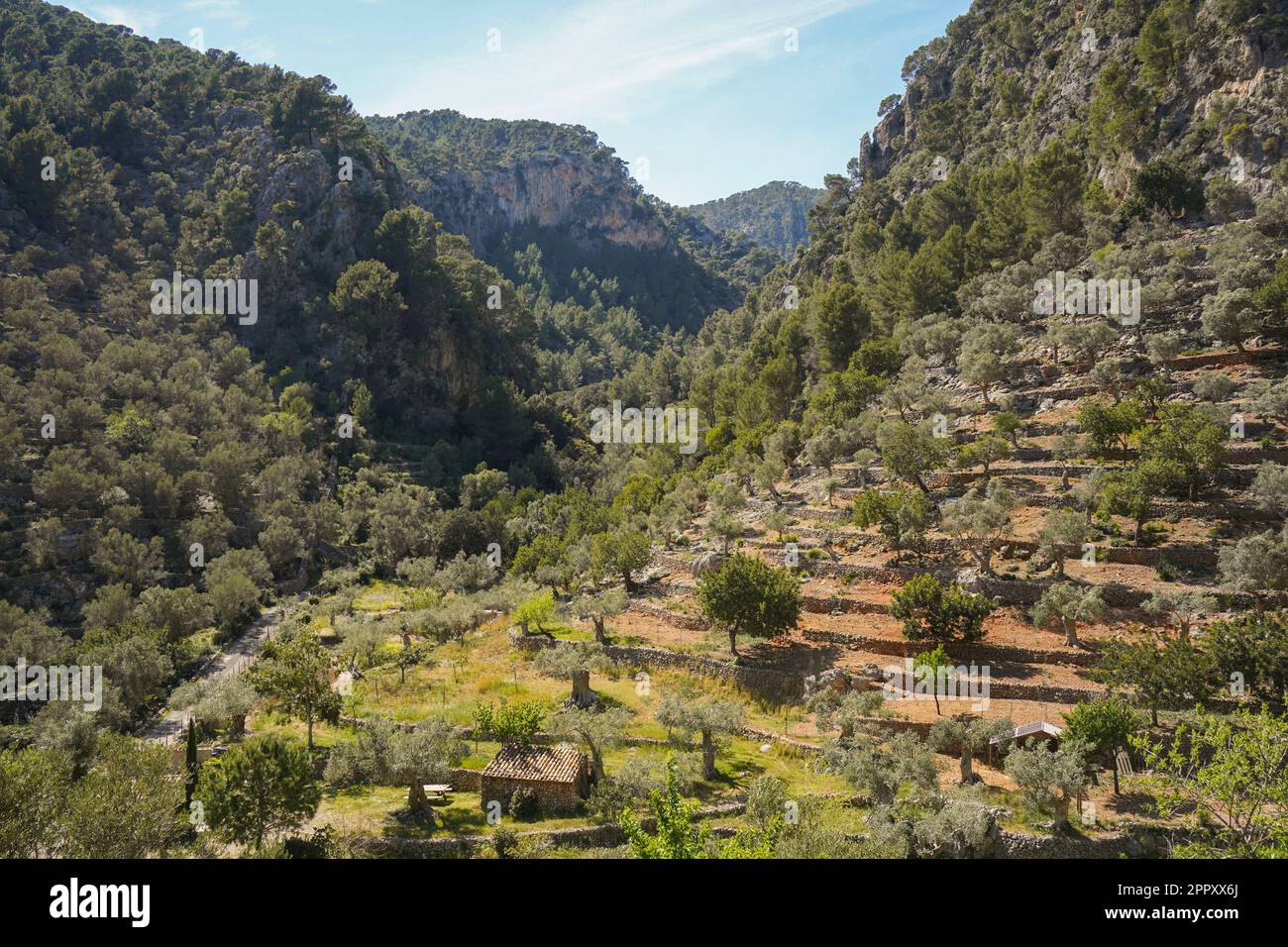 Vergers d'oliviers en terrasse près de Caimari, au pied des montagnes Tramuntana, Majorque, Iles Baléares, Espagne. Banque D'Images