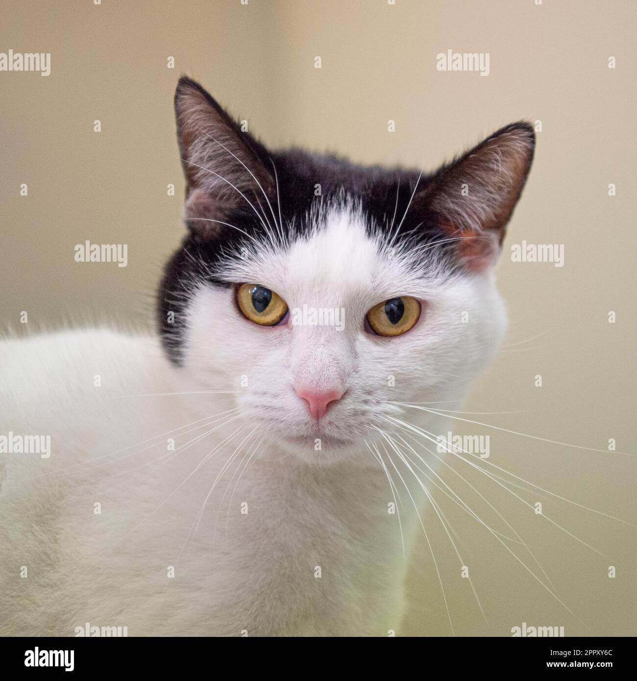 chat Banque D'Images
