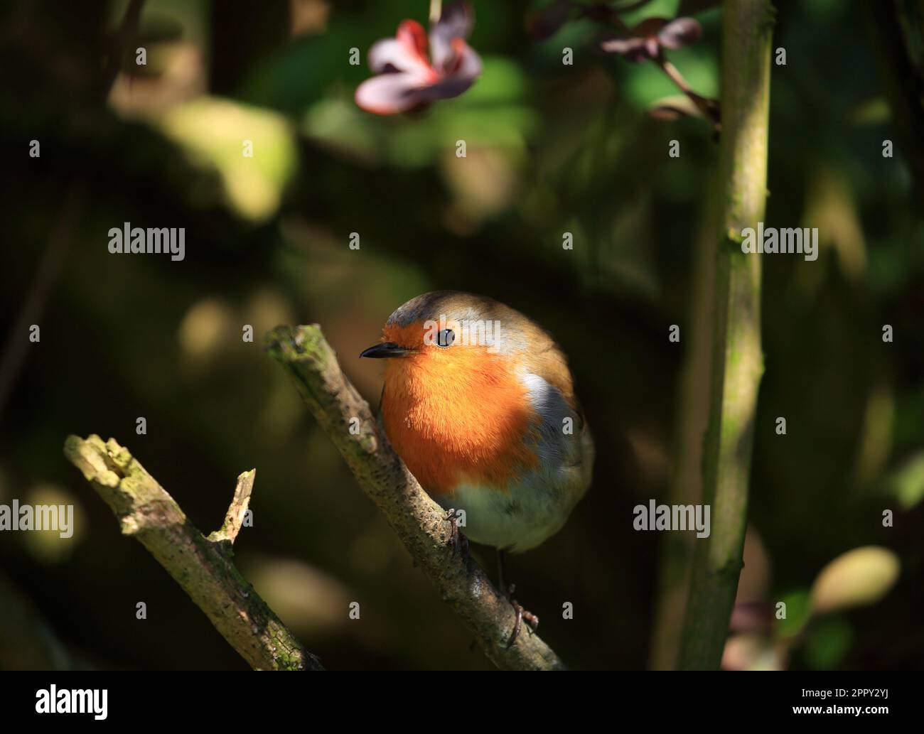 European Robin (erithacus rubecula aux abords) Banque D'Images