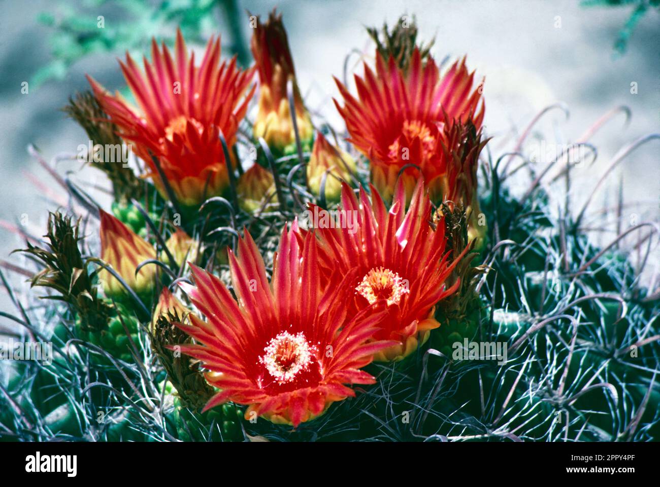 États-Unis. Désert de l'Arizona-Sonora. Gros plan de fleurs rouges de cactus. Banque D'Images