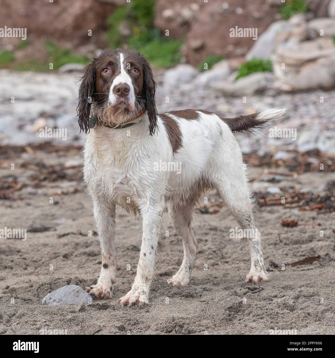 English Springer Spaniel Banque D'Images