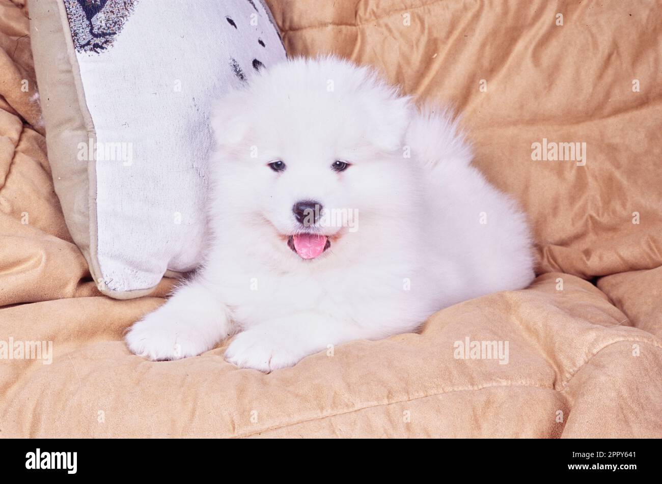 Samoyed chiot sur le canapé Banque D'Images