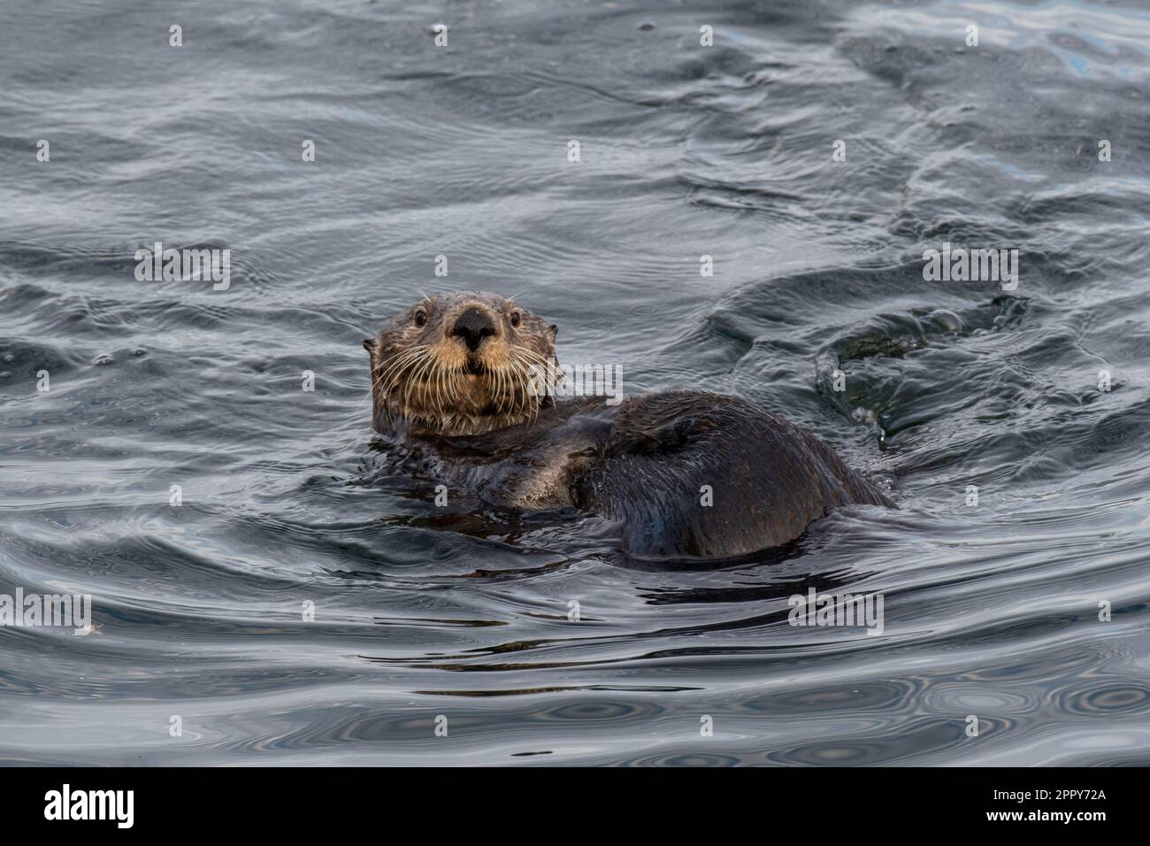 Loutre de mer - Sea Otter (Enhydra lutris) | Homer, Alaska