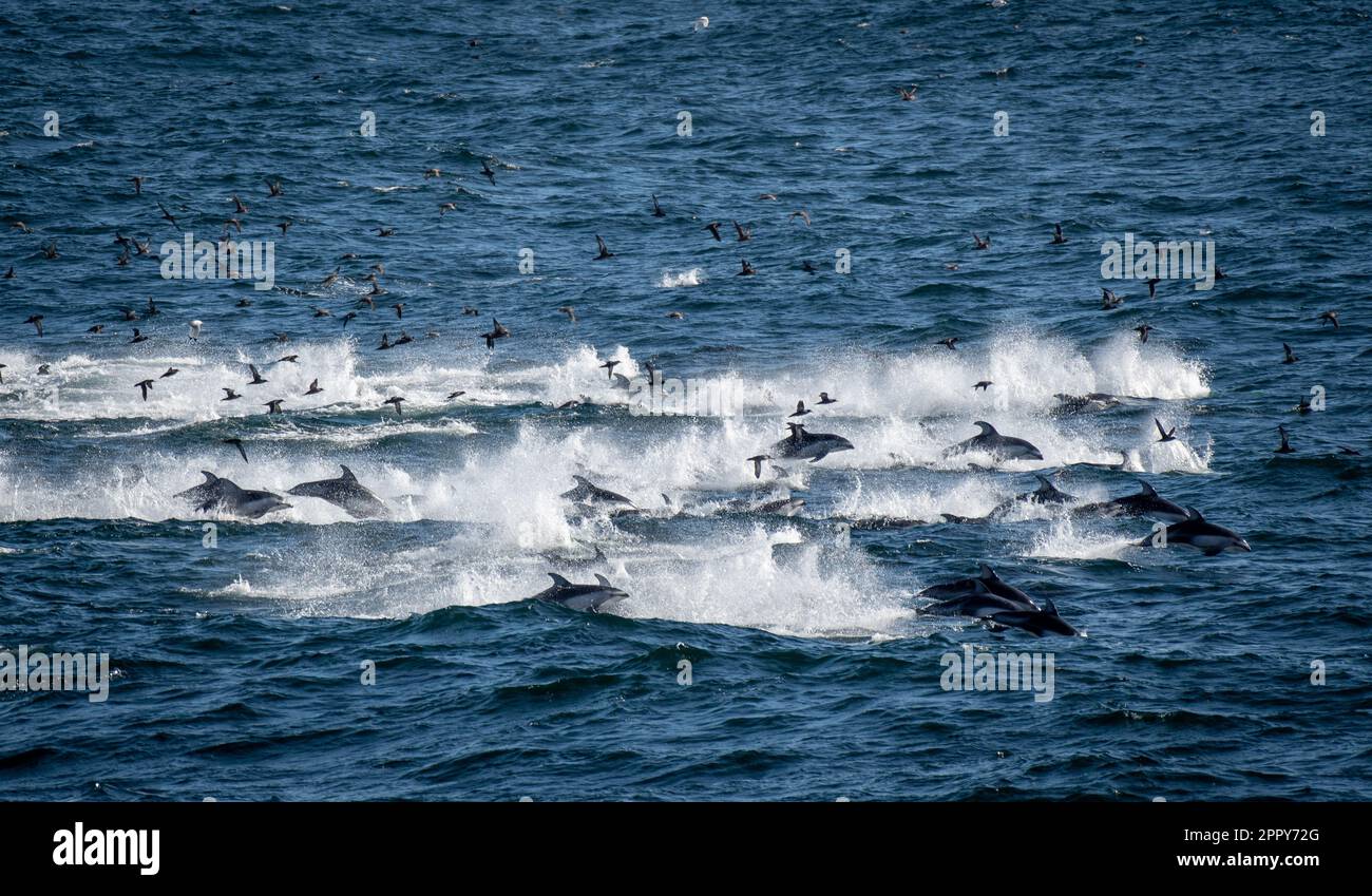 Groupe de dauphins à flancs blancs du Pacifique (marsouin à ankylostor) nageant ensemble en Alaska Banque D'Images
