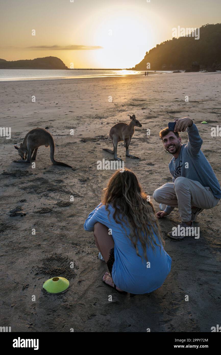 Un touriste qui prend un selfie avec des wallabies se nourrissant au lever du soleil sur Casuarina Beach, parc national de Cape Hillsborough, Queensland, Australie Banque D'Images