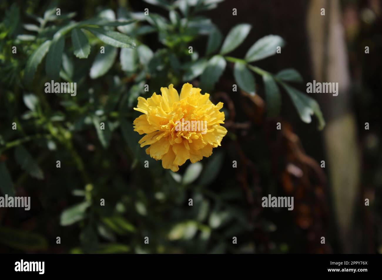 Couleur jaune belles fleurs Banque D'Images