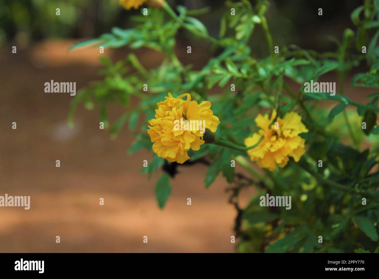 Couleur jaune belles fleurs Banque D'Images