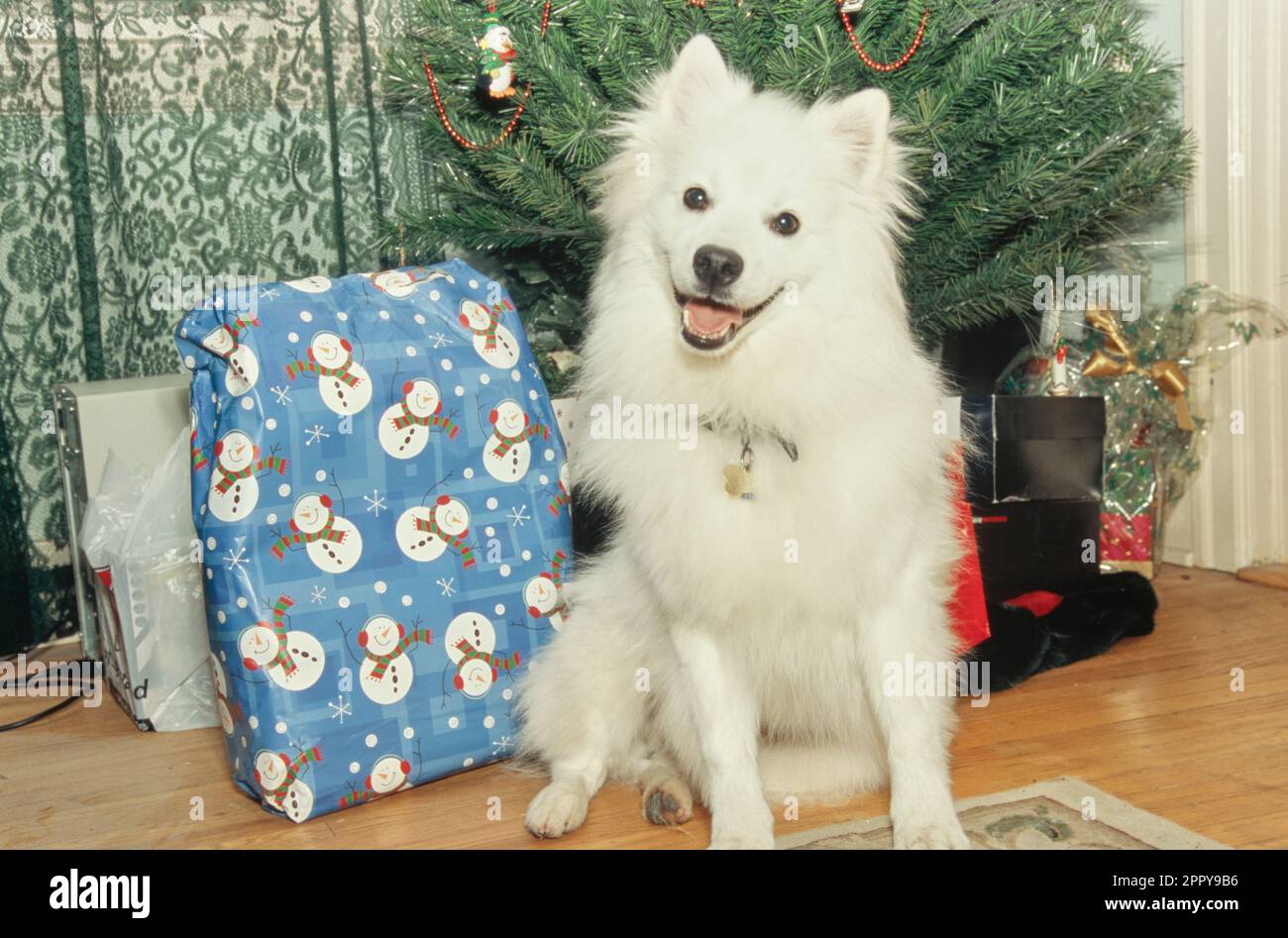 Chien esquimau américain assis à l'intérieur à côté de cadeaux de vacances sous l'arbre de Noël Banque D'Images