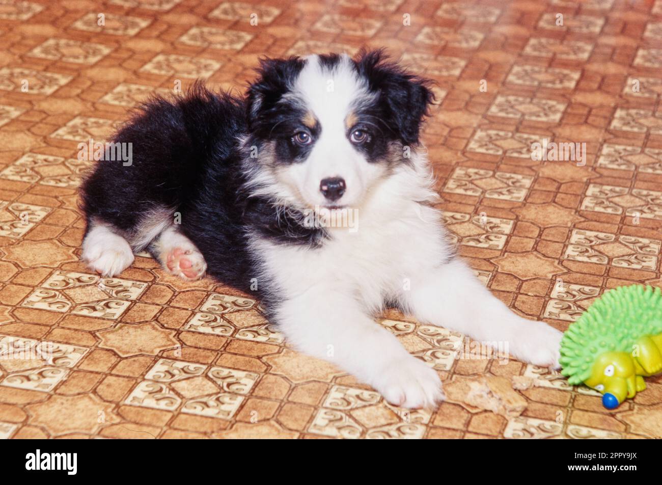 Mignon Berger australien chiot posé sur le sol en linoléum dans la cuisine Banque D'Images