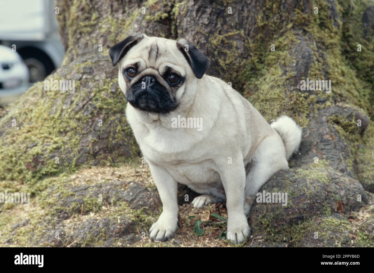 PUG assis à l'extérieur à la base de l'arbre de mousse Banque D'Images