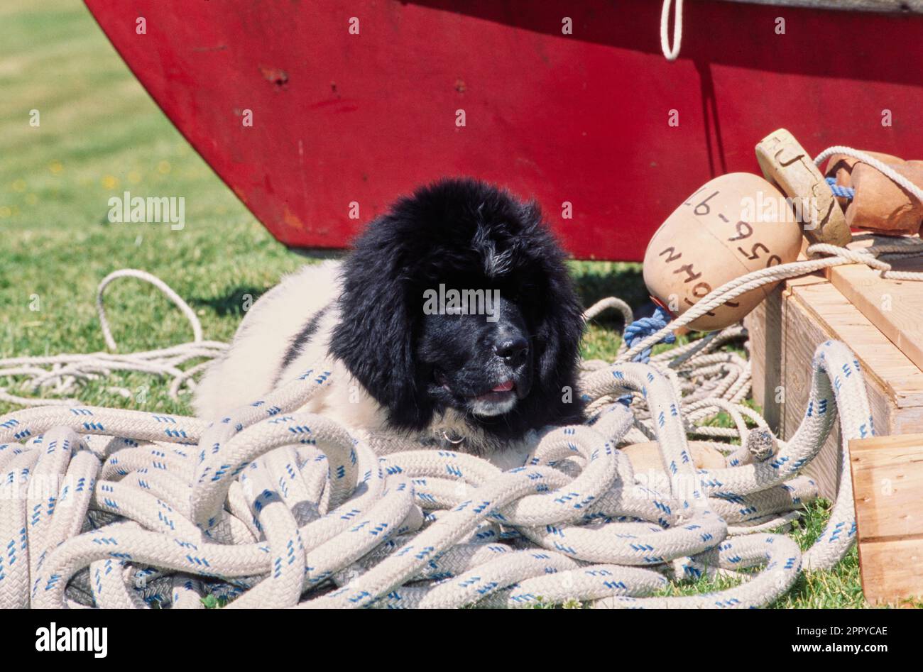 Chiot de Terre-Neuve assis dans l'herbe près du bateau rouge dans un tas de corde Banque D'Images