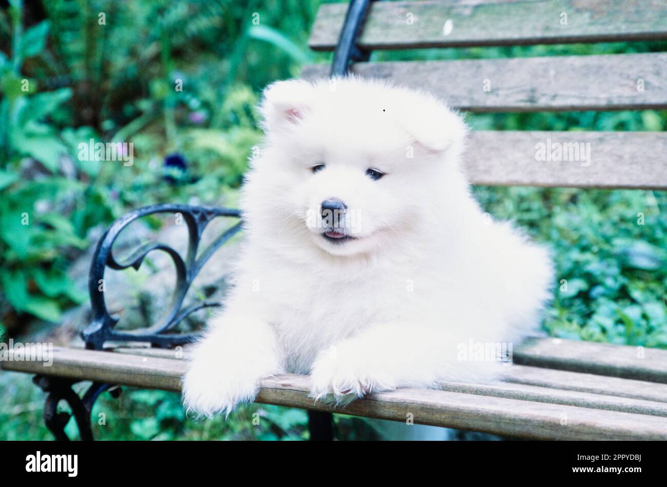 Samoyed chiot sur banc Banque D'Images