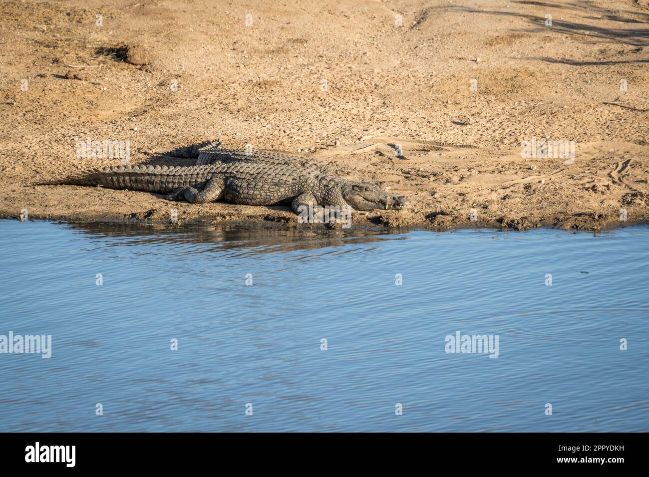 crocodile-sur-la-plage-banque-de-photographies-et-d-images-haute