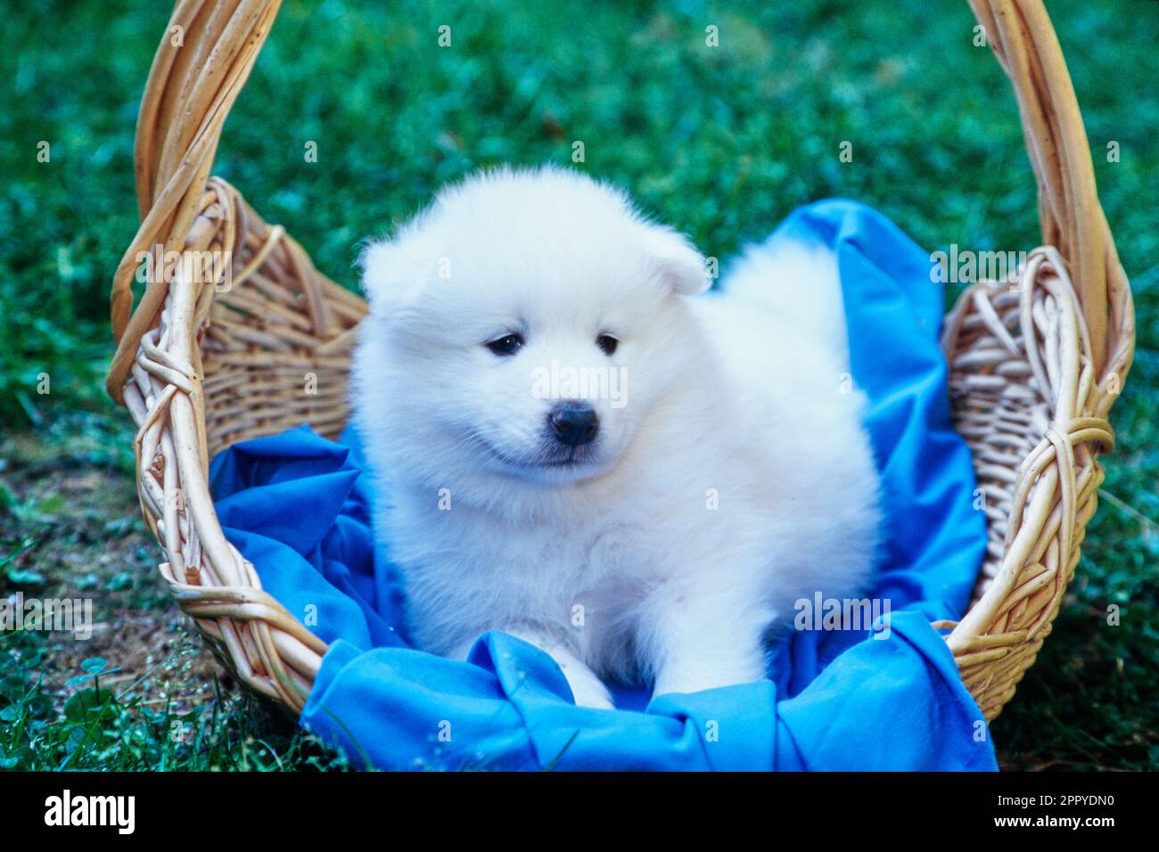 Chiot Samoyed dans un panier Banque D'Images