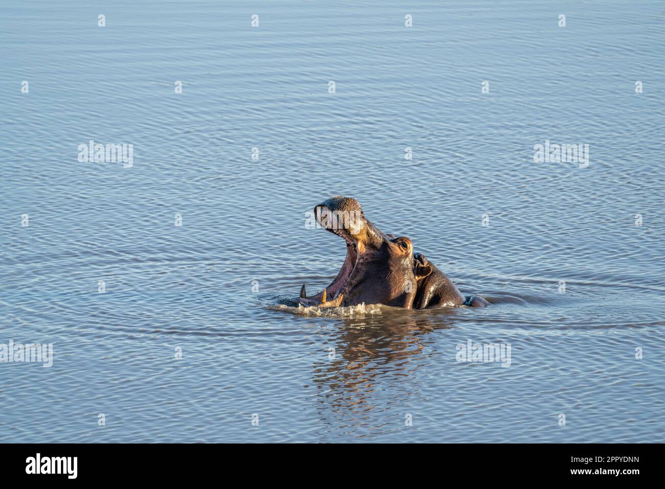 ouverture de la bouche de l'hippopotame. Hippo sous l'eau, tête au-dessus de la surface. (Hippopotame amphibius) Parc national de Hwange, Zimbabwe, Afrique Banque D'Images