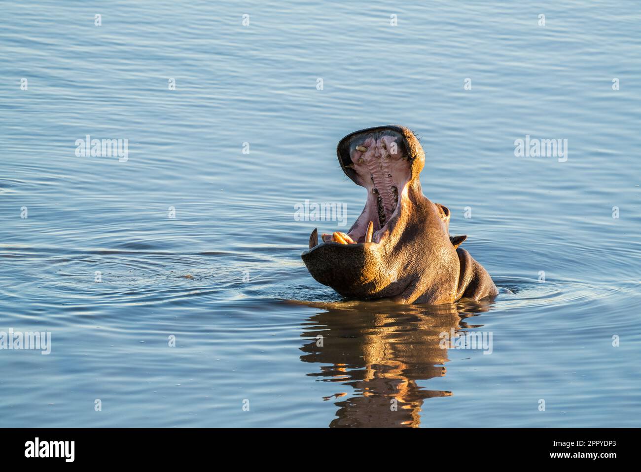 ouverture de la bouche de l'hippopotame. Hippo sous l'eau, tête au-dessus de la surface. (Hippopotame amphibius) Parc national de Hwange, Zimbabwe, Afrique Banque D'Images