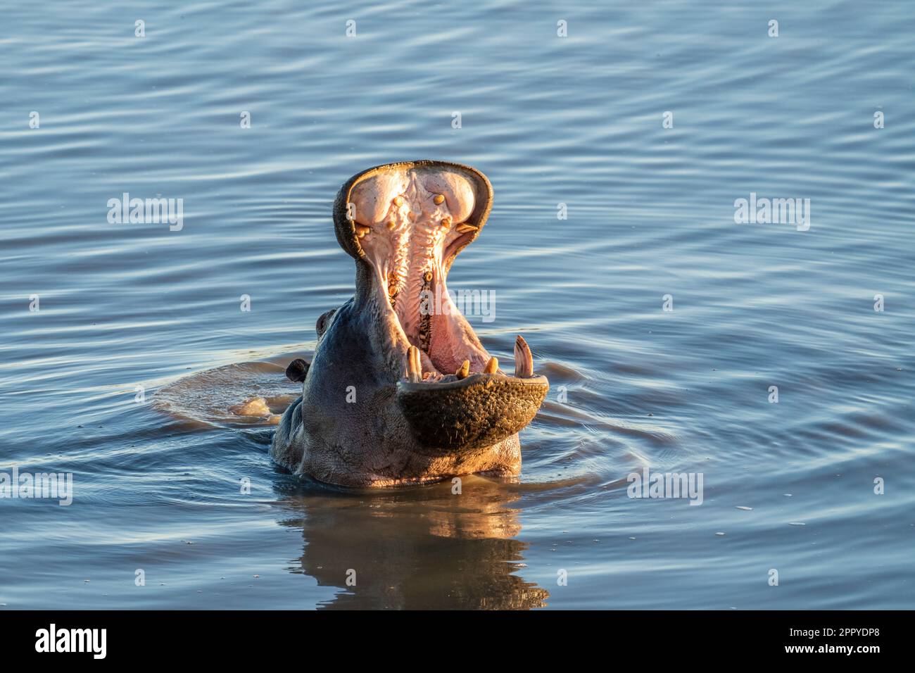 Hippopotame bouche sous-marine ouverte. L'animal est sous l'eau, tête au-dessus de la surface. (Hippopotame amphibius) Parc national de Hwange, Zimbabwe, Afrique Banque D'Images