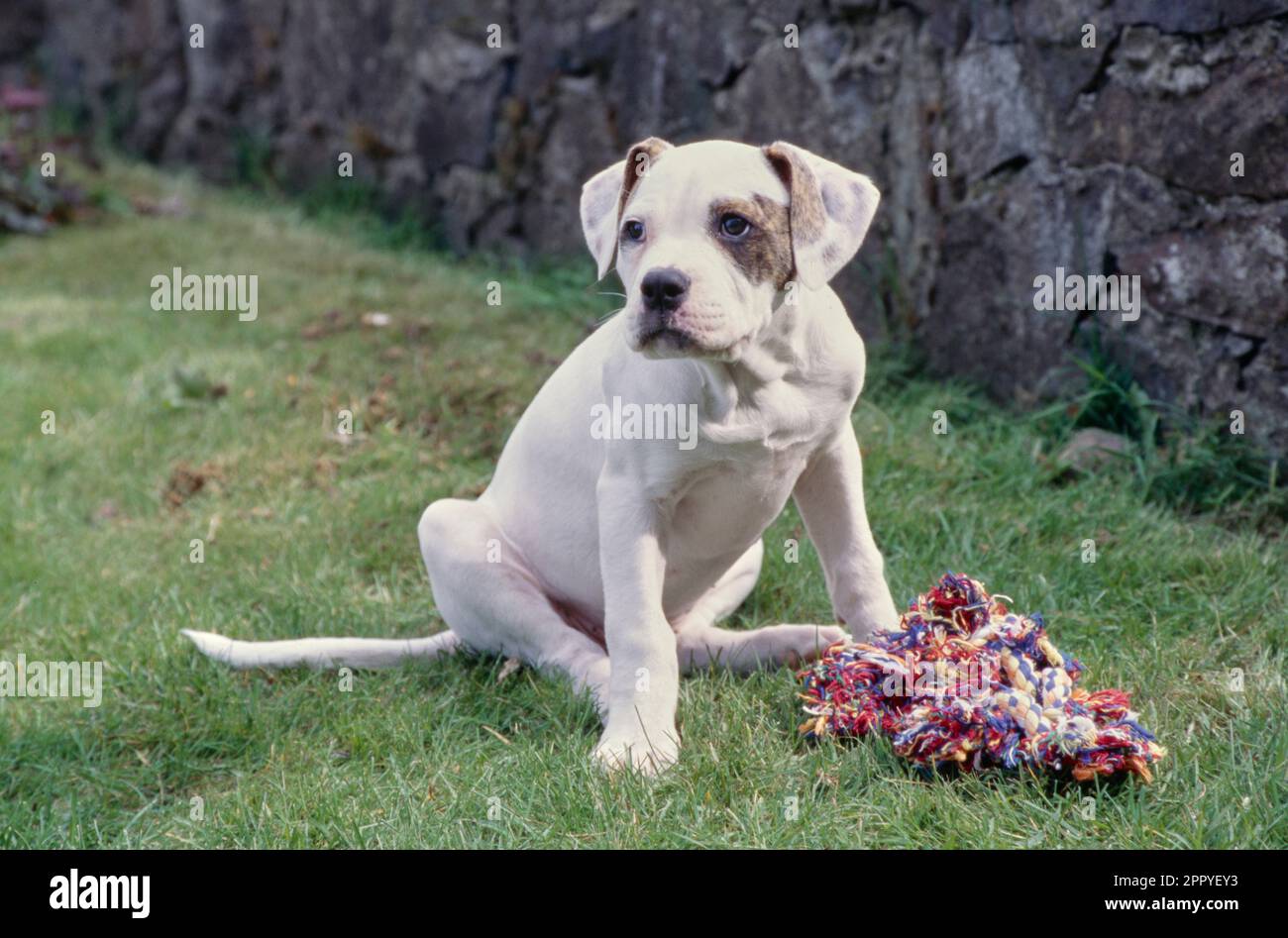 Chiot Bulldog américain dans l'herbe Banque D'Images