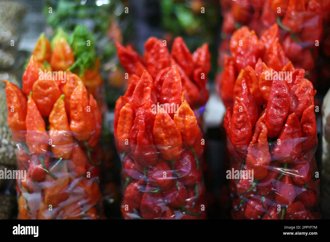 Fiery Bhut Jolokia mieux connu sous le nom de Ghost Peppers ou Naga Chilis, l'un des plus chauds Chilis au monde. Banque D'Images