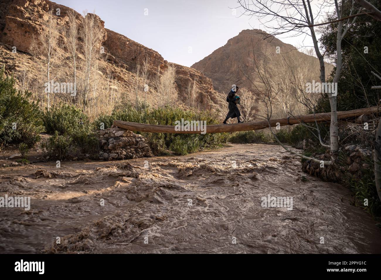 Homme avec un enfant dans ses bras traversant la rivière des Dades, cultivé après de fortes pluies, sur un rondin arrangé comme un pont. Banque D'Images