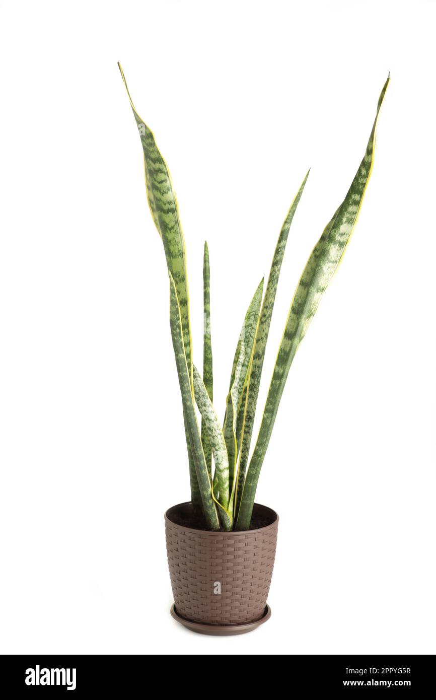 Maison décorative - Sansevieria cylindrica isolée sur blanc. Vue de dessus Banque D'Images