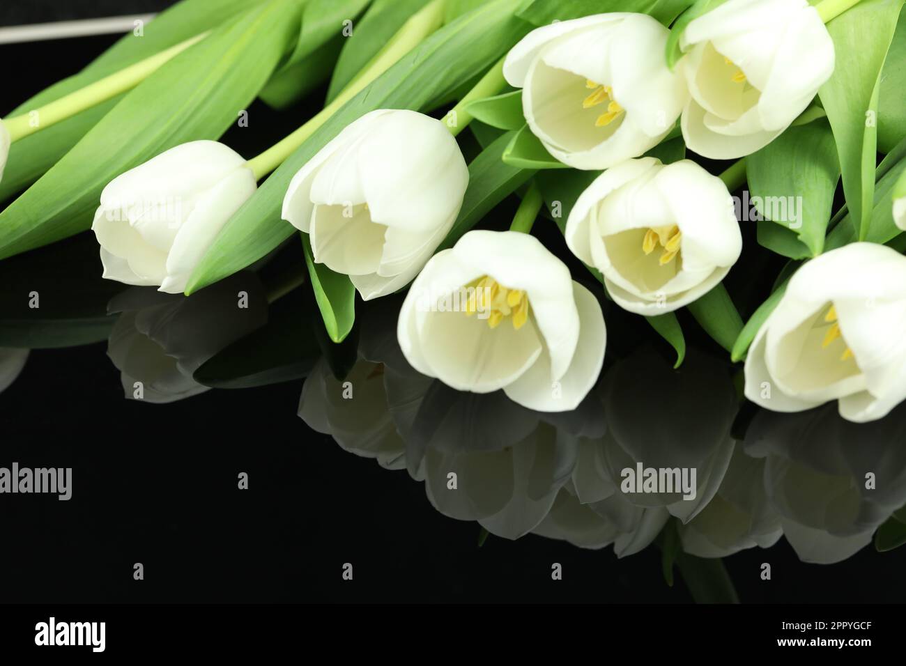 Beau bouquet de fleurs de tulipe blanches avec carte sur fond noir, espace pour le texte Banque D'Images