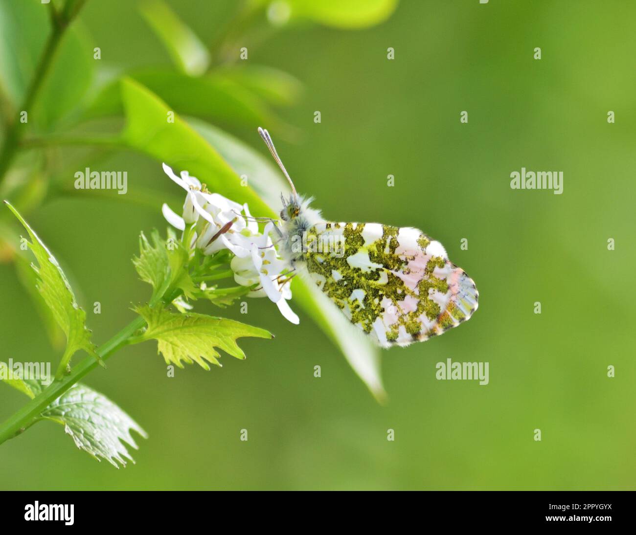 Papillon à pointe orange, cardamines Anthocharis assis sur Alliaria petiolata ou moutarde à l'ail Banque D'Images