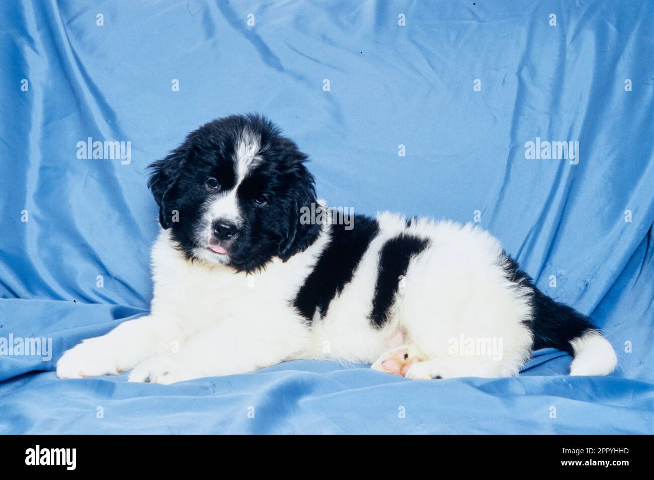 Adorable chiot de Terre-Neuve assis sur une couverture bleue sur le canapé Banque D'Images Adorable chiot de Terre-Neuve assis sur une couverture bleue sur le canapé Banque D'Images
