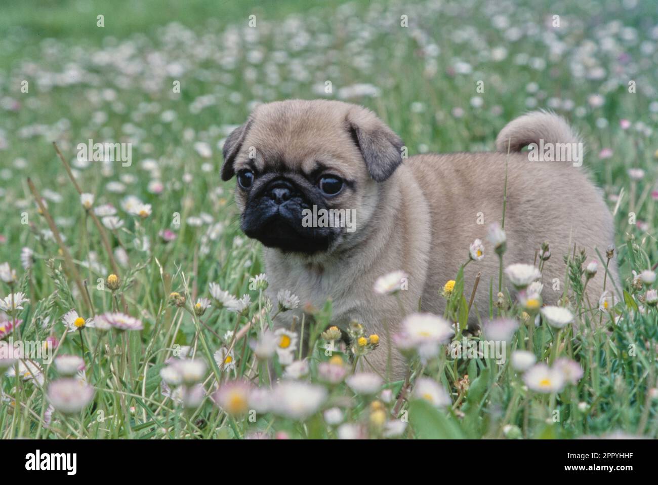 PUG debout dans un pré avec des fleurs blanches avec des centres jaunes Banque D'Images