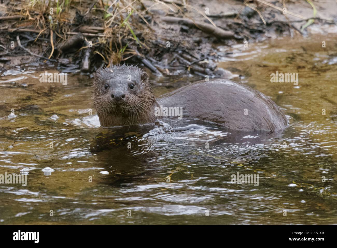Loutre eurasien (Lutra lutra) sur la rivière Tay, Perth, Perthshire, Écosse, Royaume-Uni. Banque D'Images