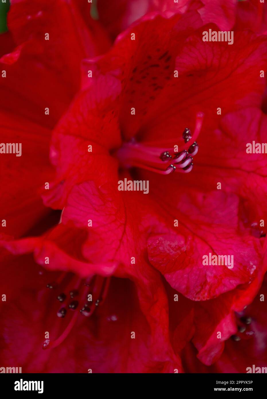 Gros plan de fleurs de rhododendron rouge vif. Banque D'Images
