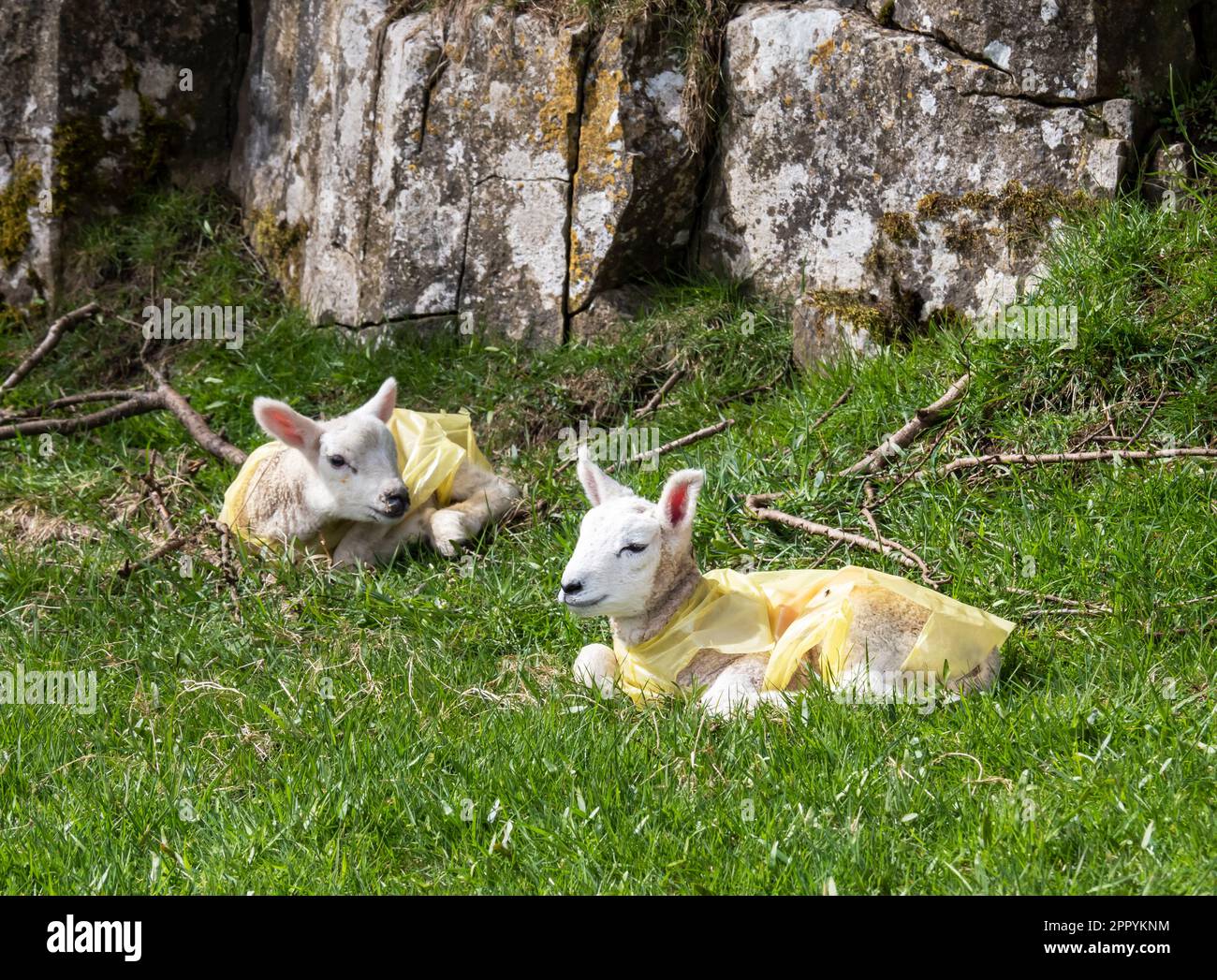 Un agneau nouveau-né portant une couche de plastique pour le garder au chaud à la tête de Chapel-le-Dale, sous Whernside, Yorkshire Dales, Royaume-Uni. Banque D'Images