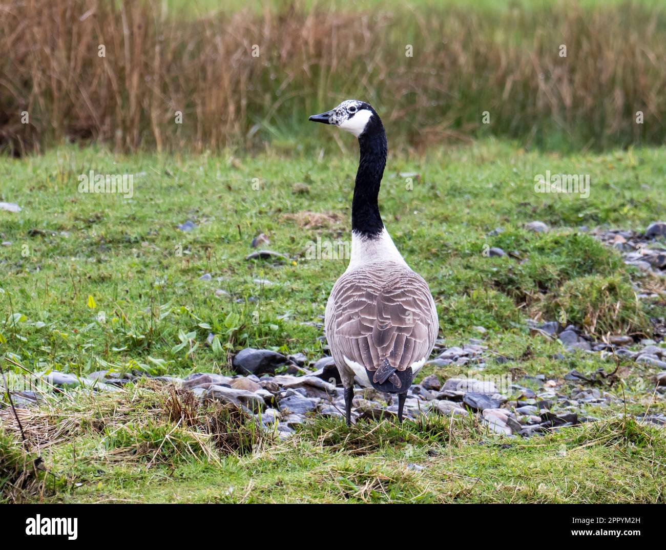 Une bernache du Canada, Branta canadensis, dont le visage blanc est inhabituel et qui résulte de l'hybridation à Ambleside, Lake District, au Royaume-Uni. Banque D'Images