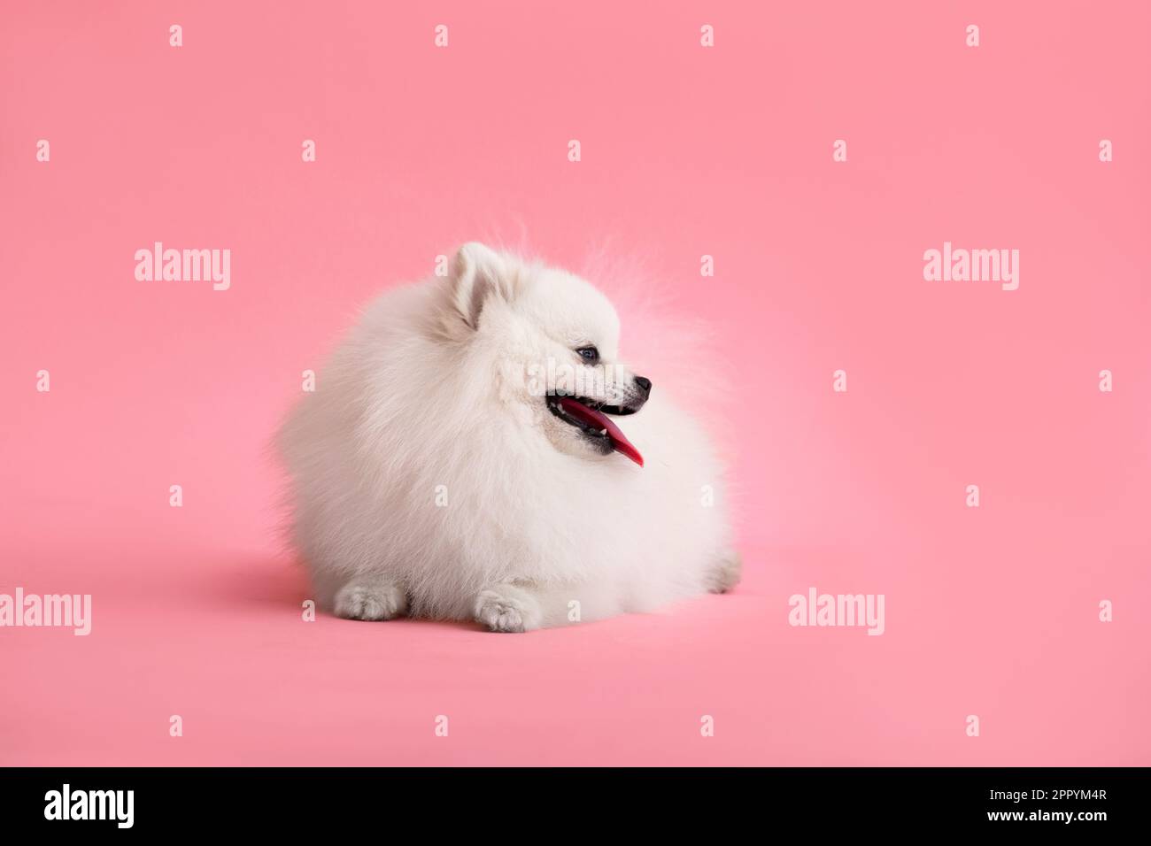 Portraite de mignon petit chiot moelleux de pomeranian spitz. Petit chien souriant couché sur fond rose vif et tendance. Banque D'Images