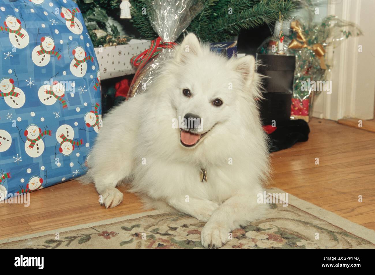 Joyeux chien américain esquimau à l'intérieur à côté de cadeaux de vacances sous l'arbre de Noël Banque D'Images