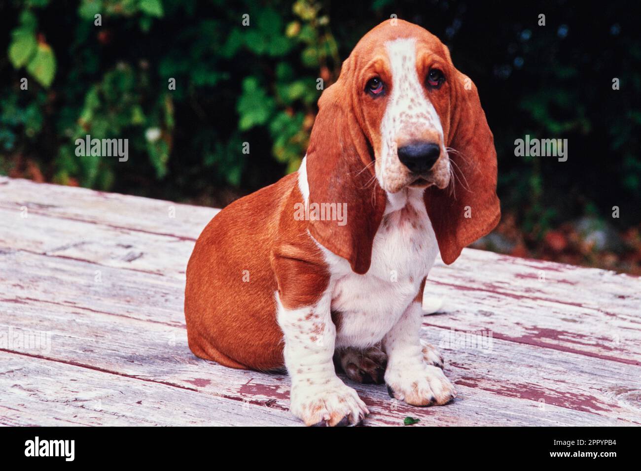 Basset Hound assis sur une table extérieure en bois devant des buissons Banque D'Images